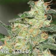 Vision Seeds Russian Snow